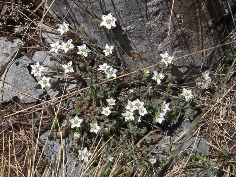 Minuartia pseudosaxifraga (Matt.), MIKRI ZIRIA-1