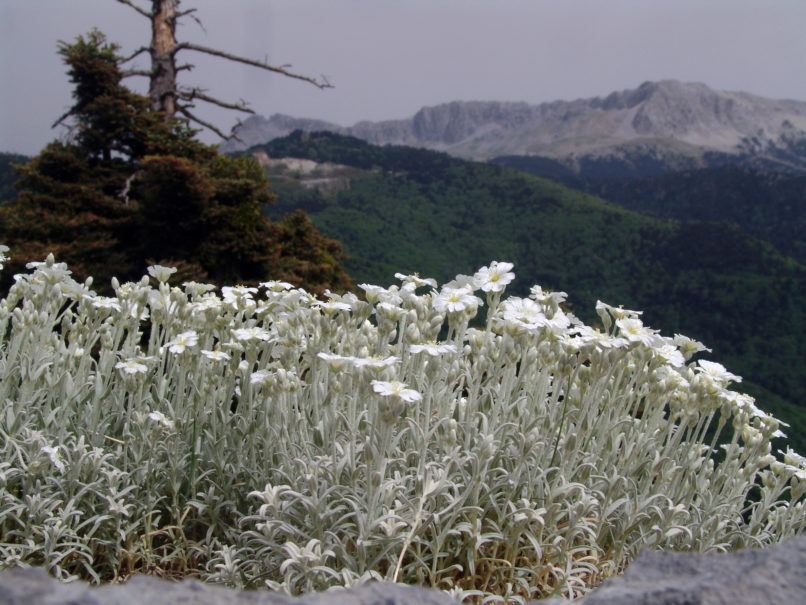 Cerastium candidissimum (Correns.), DIRFYS - XEROVOUNI-1