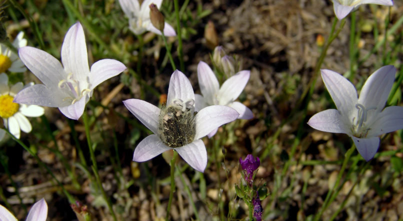 Campanula spatulata (Sibth. & Sm.), DIRFYS - XEROVOUNI-2