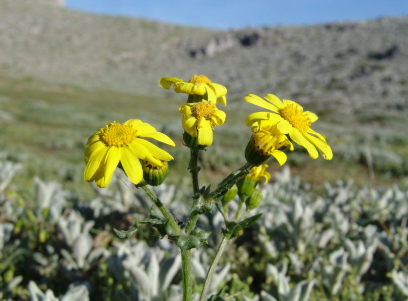 Senecio squalidus (Waldstein & Kitaibel), DIRFYS - XEROVOUNI-1
