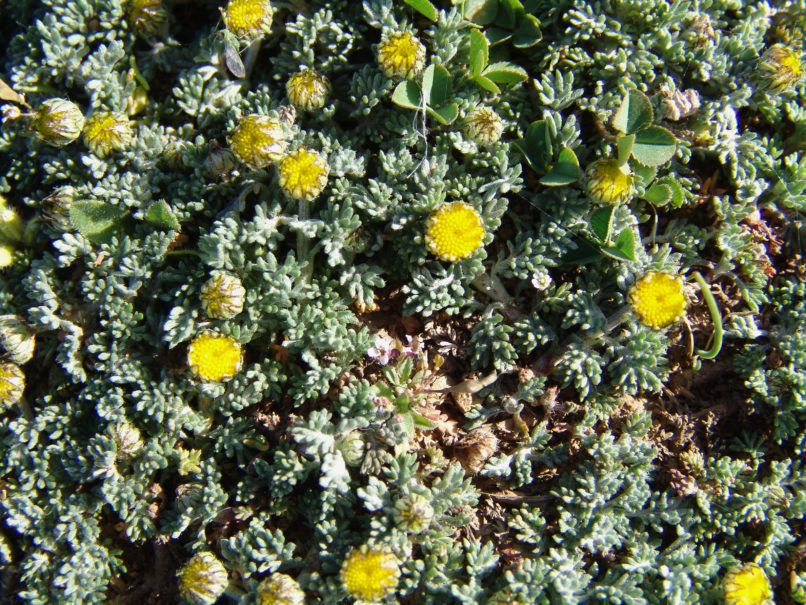 Compositae (Asteraceae) 2 [?], DIRFYS - XEROVOUNI-1