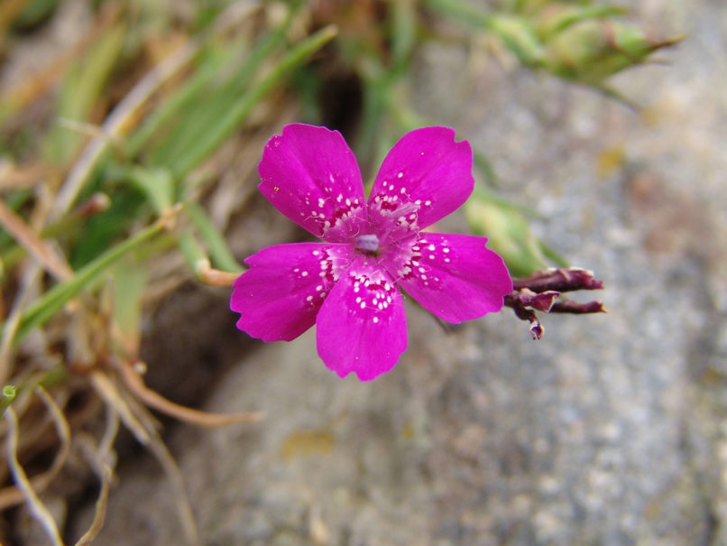 Dianthus diffusus (Sm. in Sibth. & Sm.), DIRFYS - XEROVOUNI-1