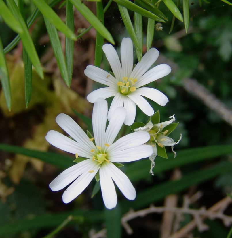 Stellaria holostea (L.) [?], DIRFYS - XEROVOUNI-1
