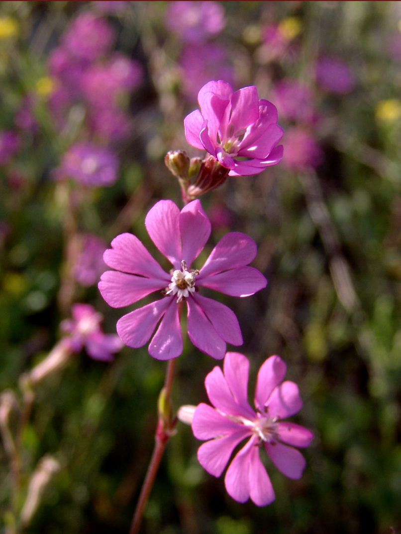 Silene colorata (Poir.), OETI-1