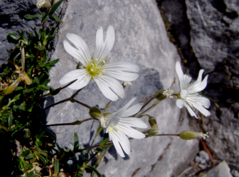 Stellaria holostea (L.) [?], OLYMPOS-2