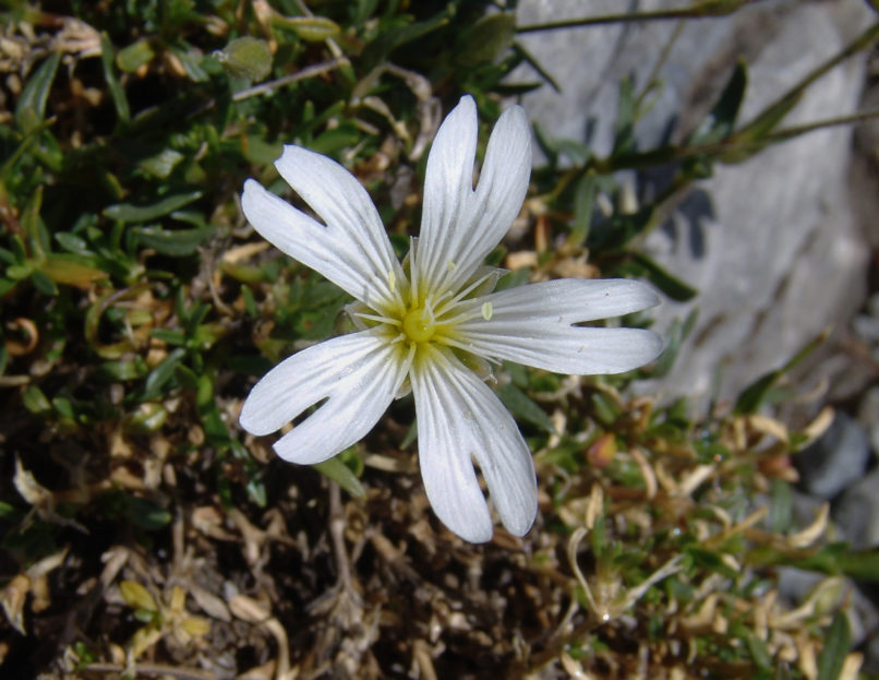 Stellaria holostea (L.) [?], OLYMPOS-1
