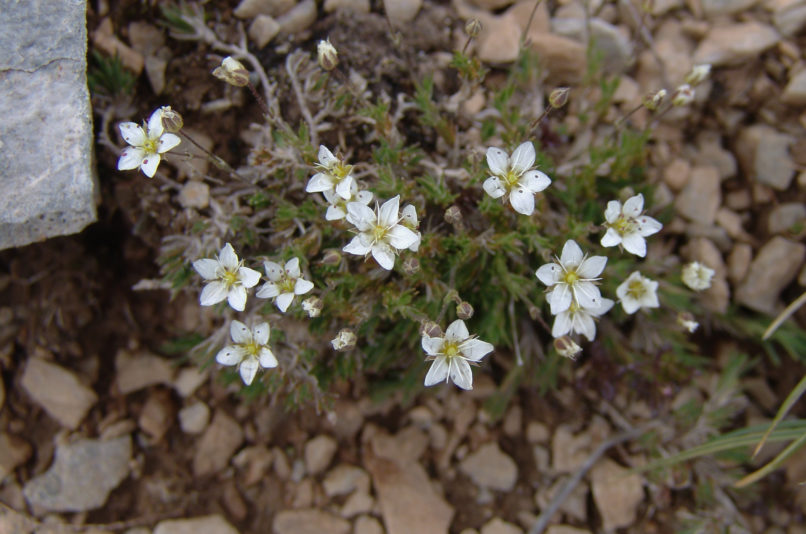 Minuartia pseudosaxifraga (Matt.), OLYMPOS-2