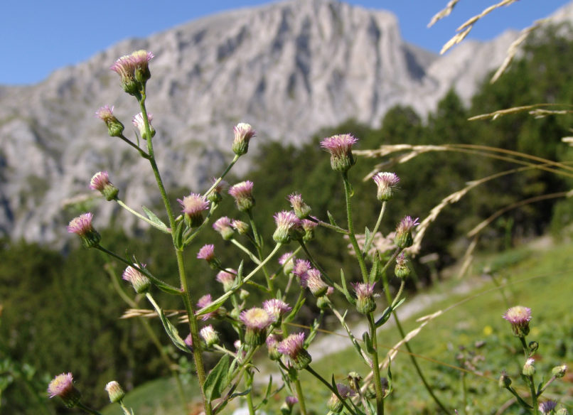 Compositae (Asteraceae) 6 [?], OLYMPOS-2