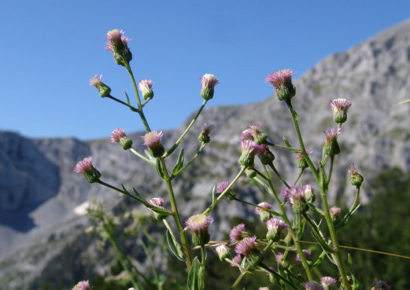Compositae (Asteraceae) 6 [?], OLYMPOS-1