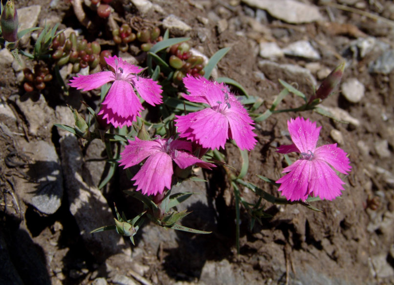 Dianthus haematocalyx (Boiss. & Heldr.), OLYMPOS-1