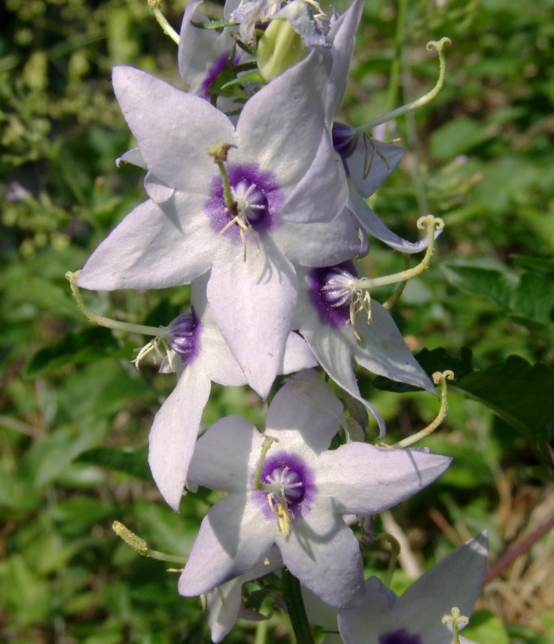 Campanula versicolor (Sibth.), OLYMPOS-1