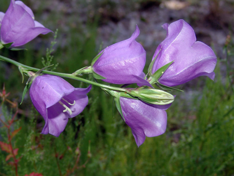 Campanula persicifolia (L.), OLYMPOS-2