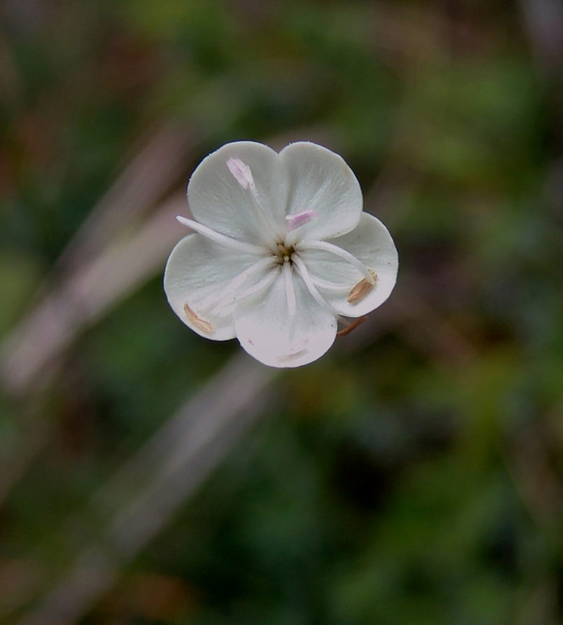 Dianthus integer ssp. minutiflorus (Halácsy), OLYMPOS-1