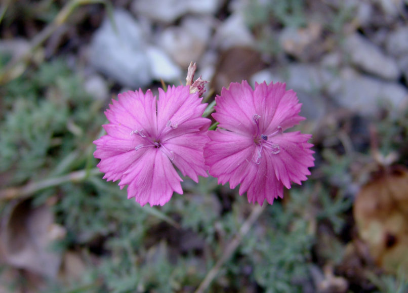 Dianthus gracilis (Sm.) ssp. gracilis, OLYMPOS-2