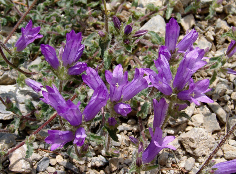 Campanula lingulata (Waldstein & Kitaibel), OLYMPOS-2