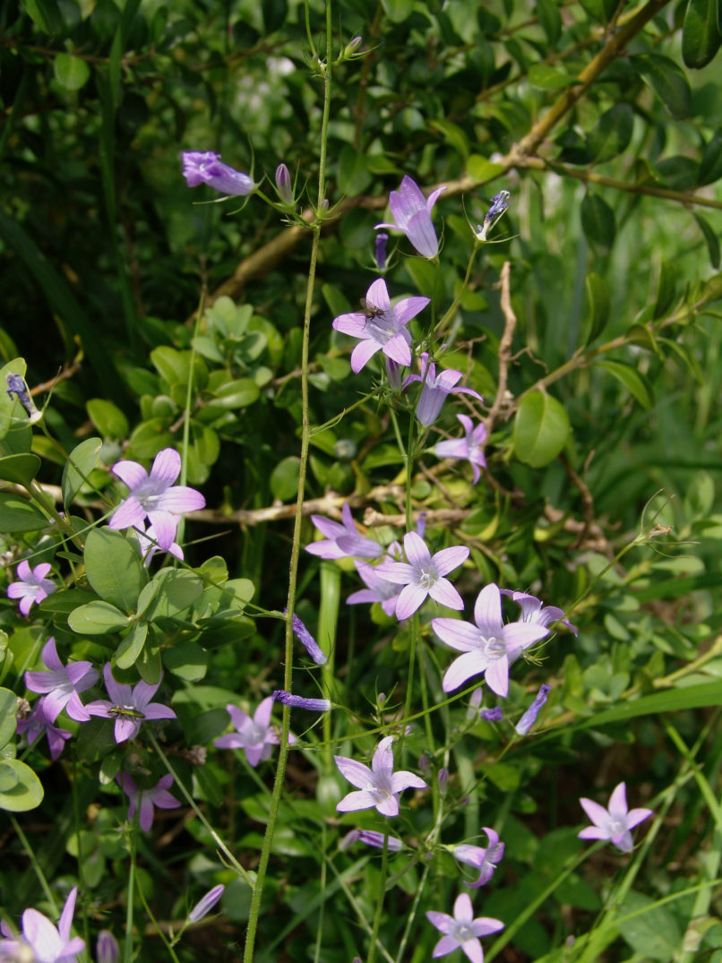 Campanula rapunculus (L.), OLYMPOS-2