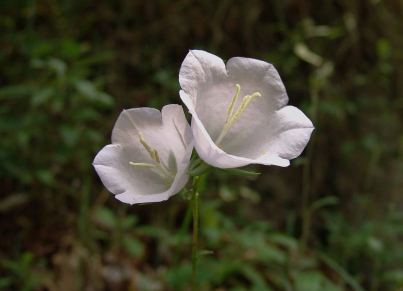 Campanula persicifolia (L.), OLYMPOS-3