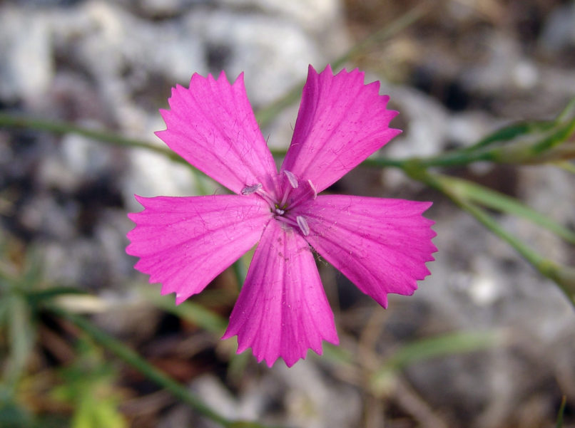Dianthus cruentus (Griseb.), OLYMPOS-1