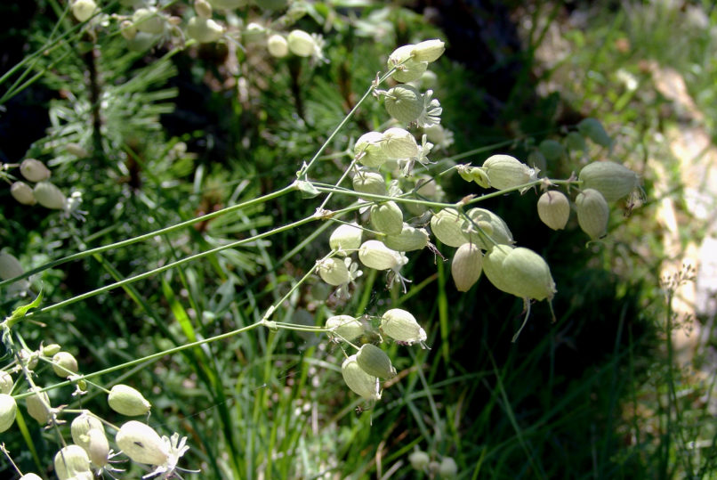 Caryophyllaceae 9b [?] OLYMPOS-1