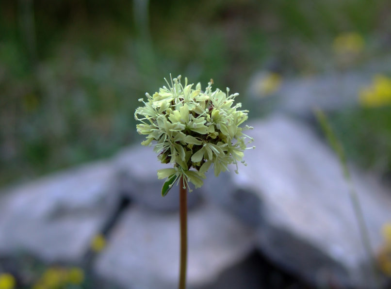 Saponaria bellidifolia (Sm.),OLYMPOS-1