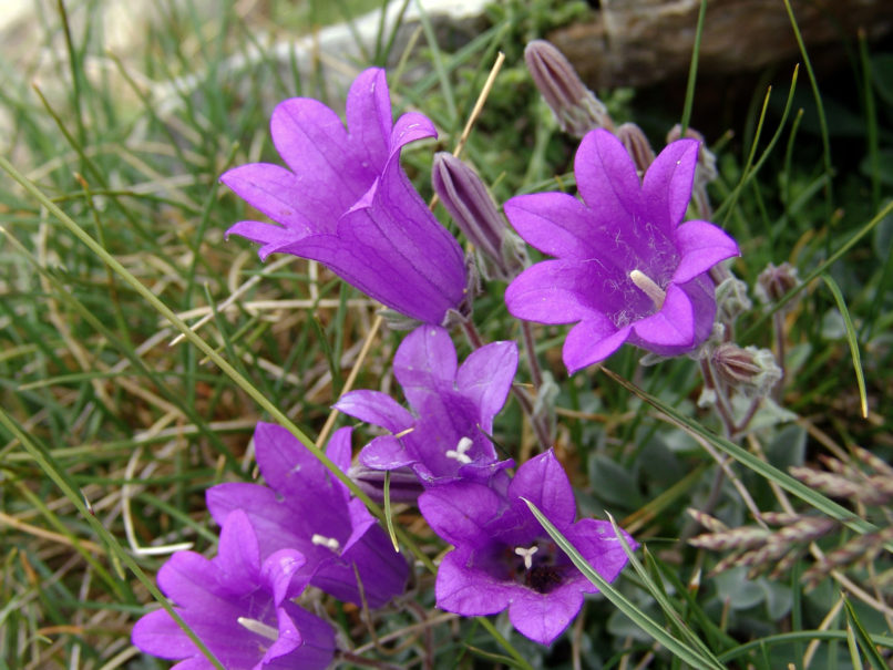 Campanula oreadum (Boiss. & Heldr.), OLYMPOS-2