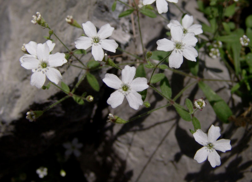 Silene chromodonta (Boiss. & Reuter) [Heliosperma pusillum (Wald.& Kit.) ssp. chromodontum (Boiss.&Reut.)], OLYMPOS-2