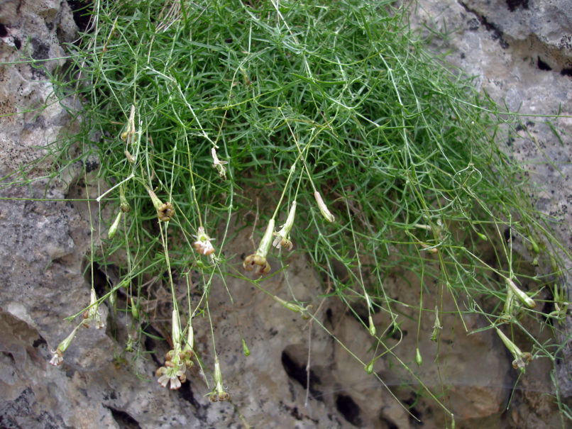 Caryophyllaceae 2 [?], PARNASSOS-1
