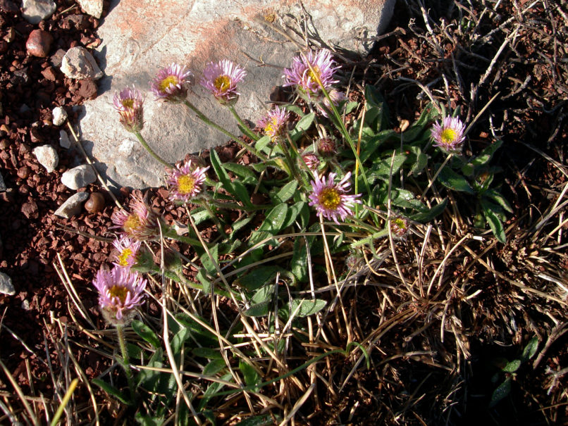 Erigeron alpinus (L.), PARNASSOS-1