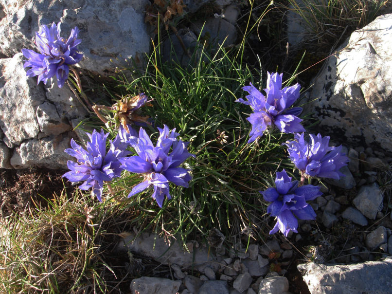 Campanula graminifolius (L.), PARNASSUS-1