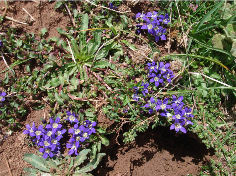 Campanula radicosa (Bory & Chaub.), PARNASSOS-1