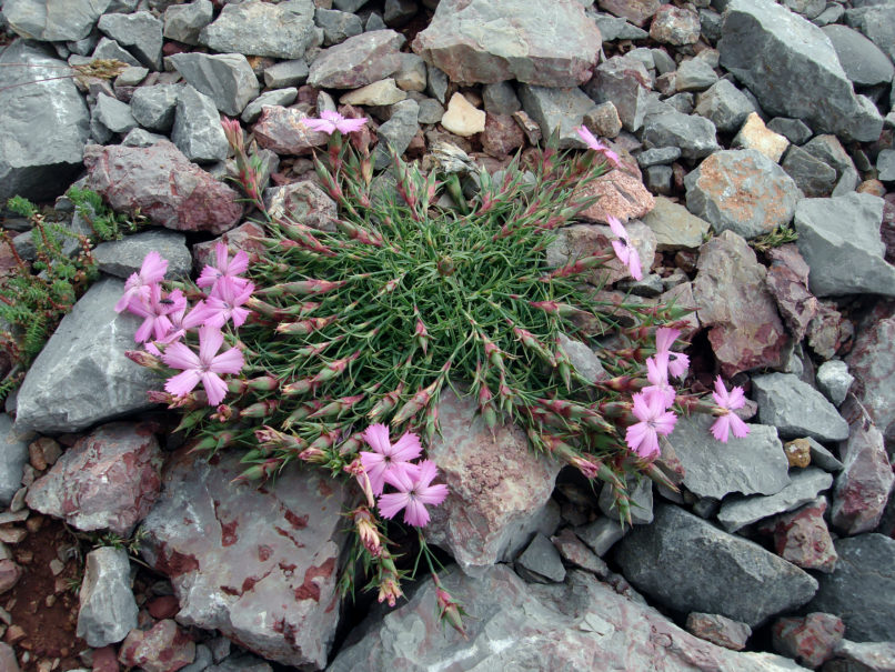 Caryophyllaceae 32 [?], PARNASSOS-1