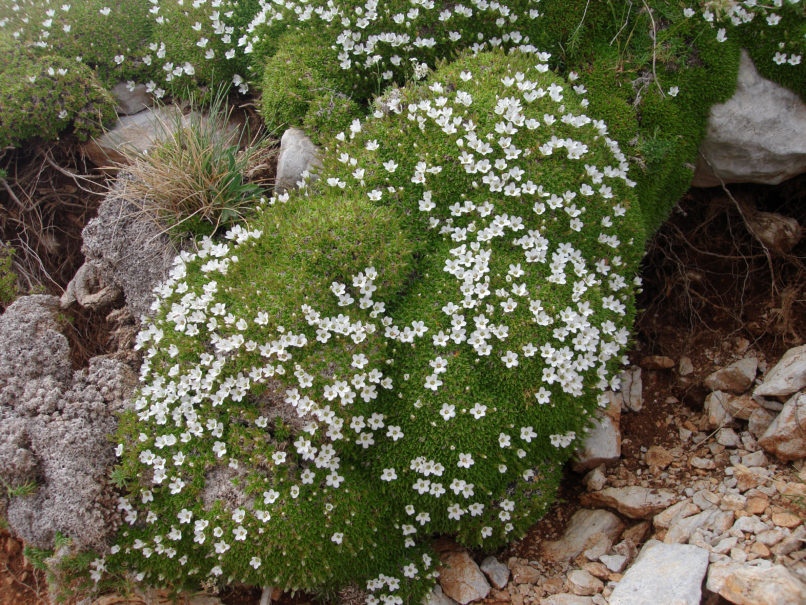 Minuartia stellata (Mair.) ssp. stellata, PARNASSOS-1