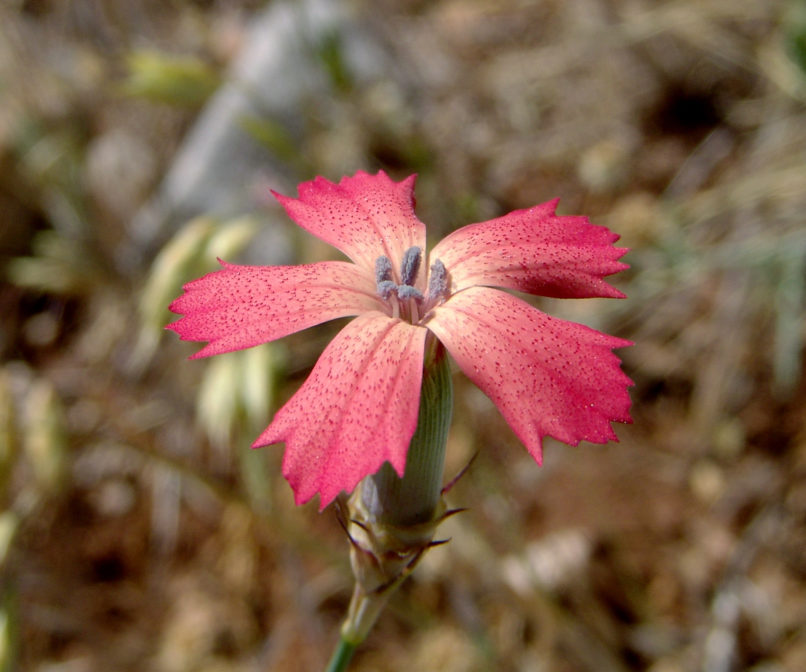 Dianthus biflorus (S. & S.), PARNASSOS-1