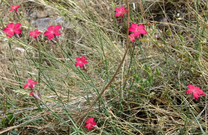 Dianthus biflorus (S. & S.), PARNASSOS-2