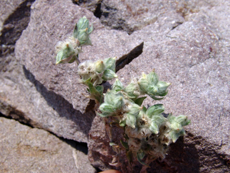 Compositae (Asteraceae) 13 [?], PARNITHA-1