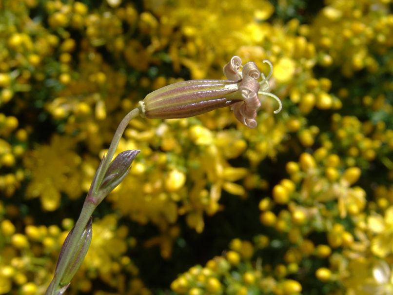 Silene oligantha ssp. parnesia (Greuter), PARNITHA-4