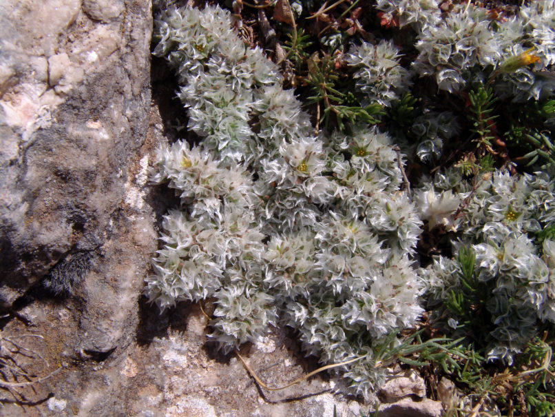 Paronychia macrosepala (Boiss.), PARNITHA-2