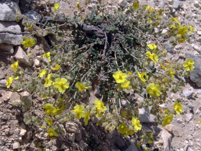 Fumana thymifolia (L.), PARNITHA-2