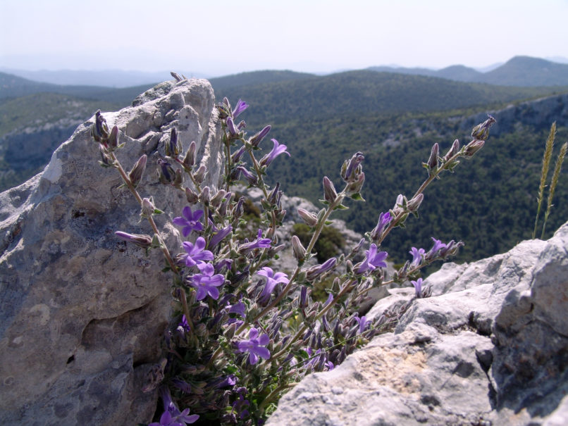 Campanula celsii ssp. parnesia (A. D.C.), PARNITHA-3