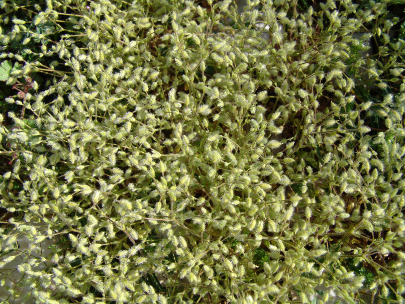 Stellaria pallida (Dumort.) [Stellaria media ssp. apetala], PARNITHA-1