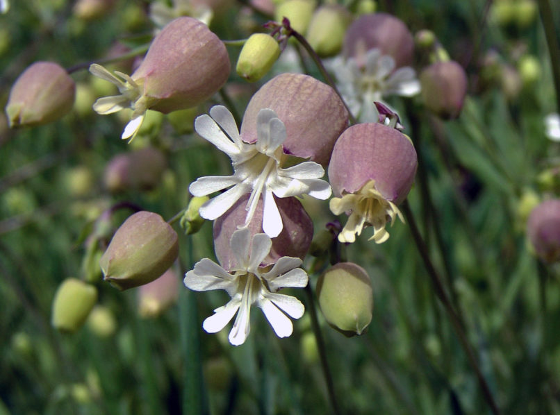 Silene vulgaris (Moench), PARNITHA-1