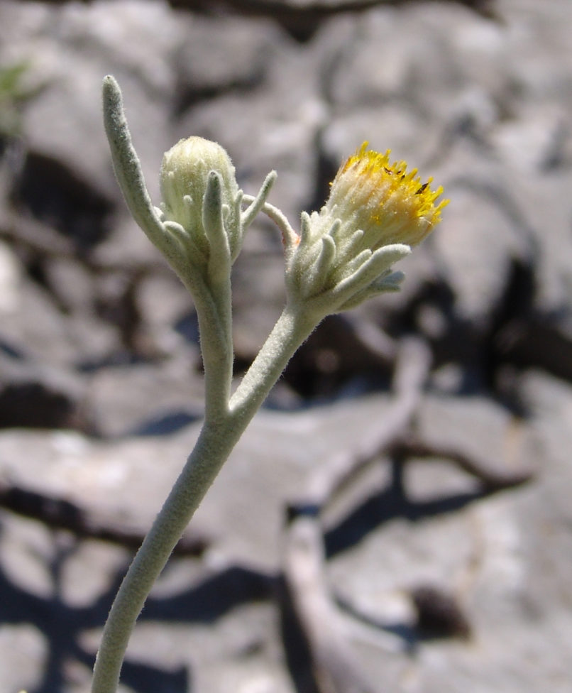 Inula verbascifolia (Willd.), PARNITHA-2