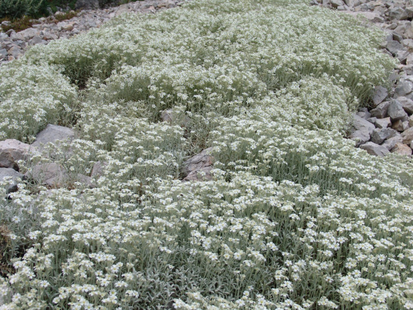 Cerastium candidissimum (Correns.), PARNITHA-2