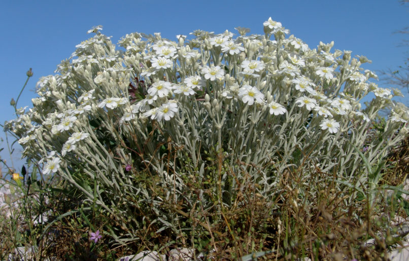 Cerastium candidissimum (Correns.), PARNITHA-4