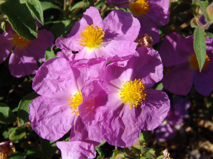 Cistus Creticus (L.) [C. incanus], PARNITHA-2