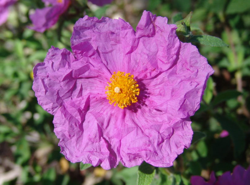 Cistus Creticus (L.) [C. incanus], PARNITHA-4