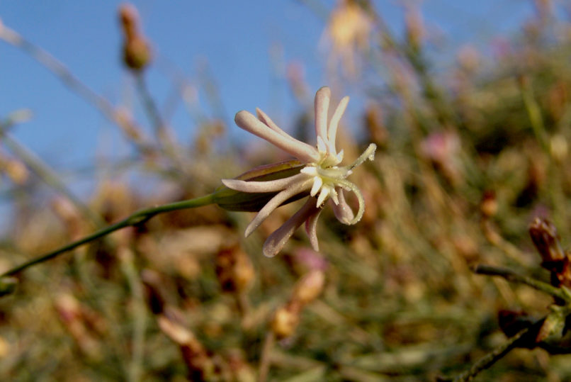 Silene oligantha ssp. parnesia (Greuter), PARNITHA-2