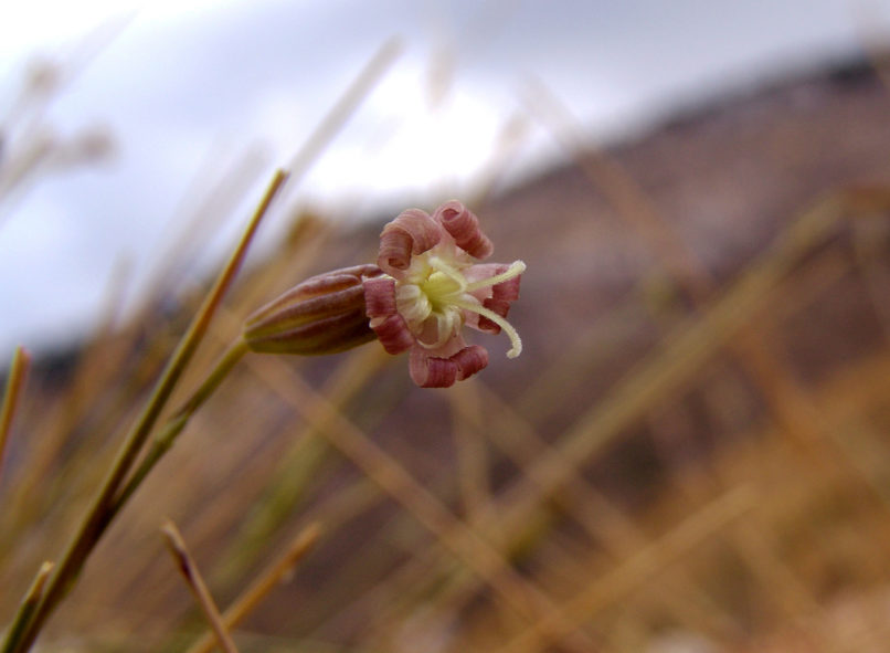 Silene oligantha ssp. parnesia (Greuter), PARNITHA-3