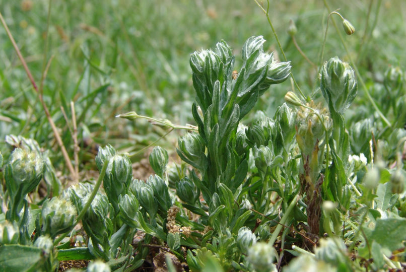 Compositae (Asteraceae) 8 [?], PARNITHA-2