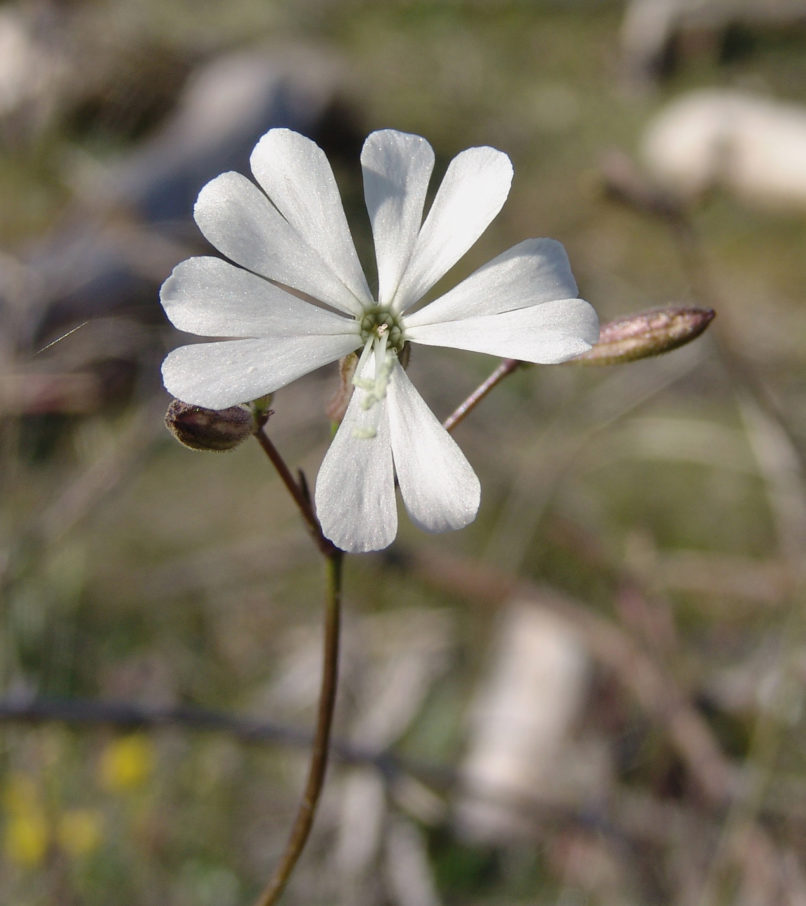 Silene nutans (L.), PARNITHA-2